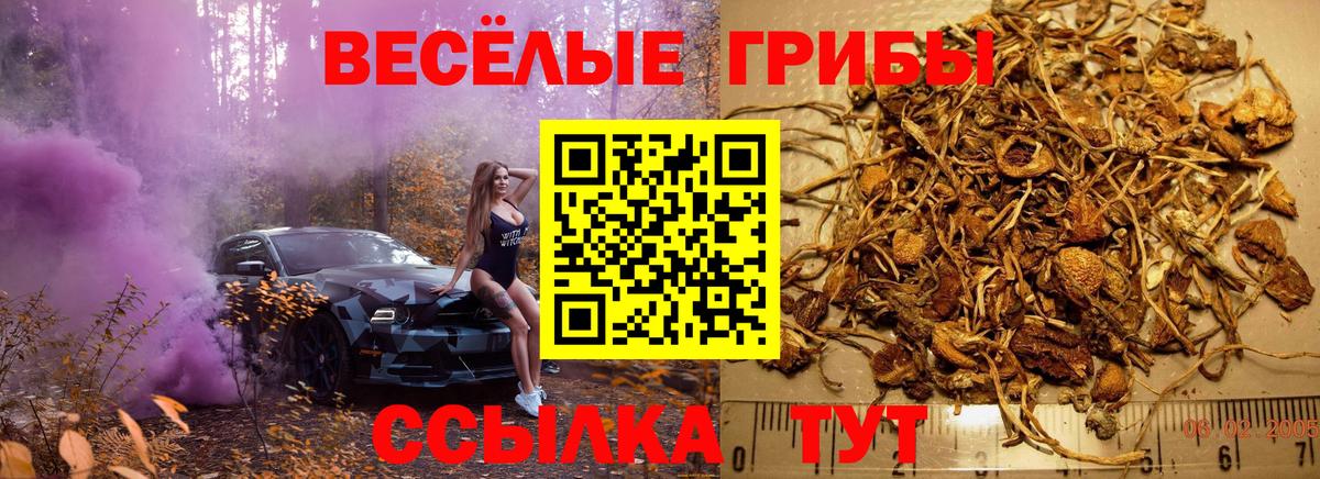 Галлюциногенные грибы Psilocybe Старый Оскол