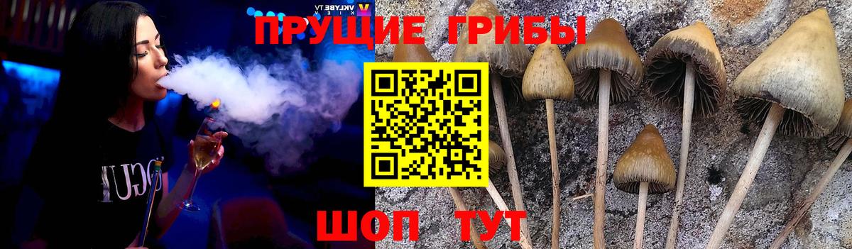 Псилоцибиновые грибы Cubensis  Старый Оскол 